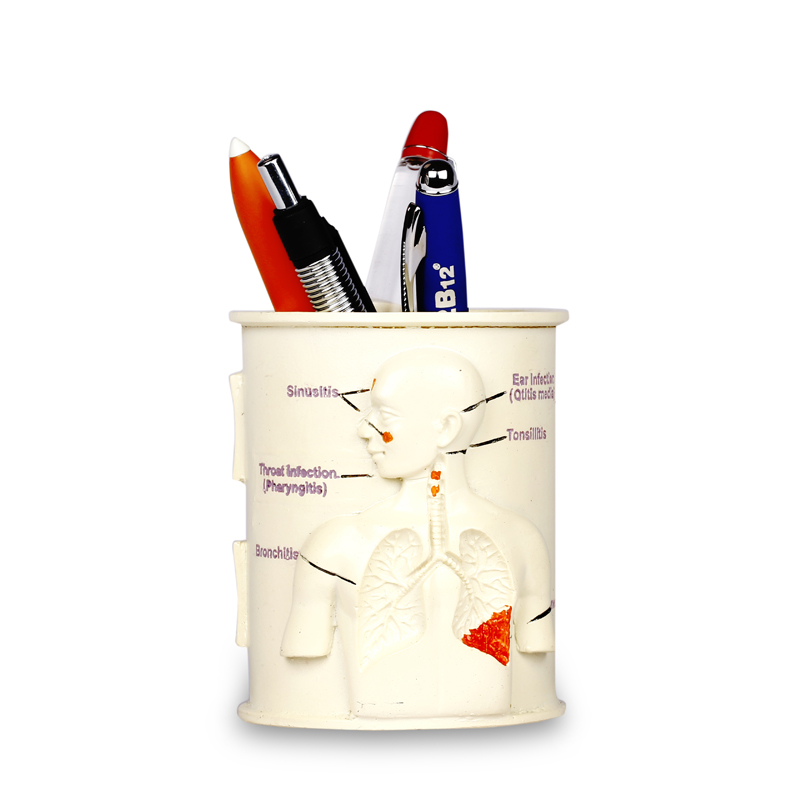 Fiber Body Organ Tumbler Pen Stand