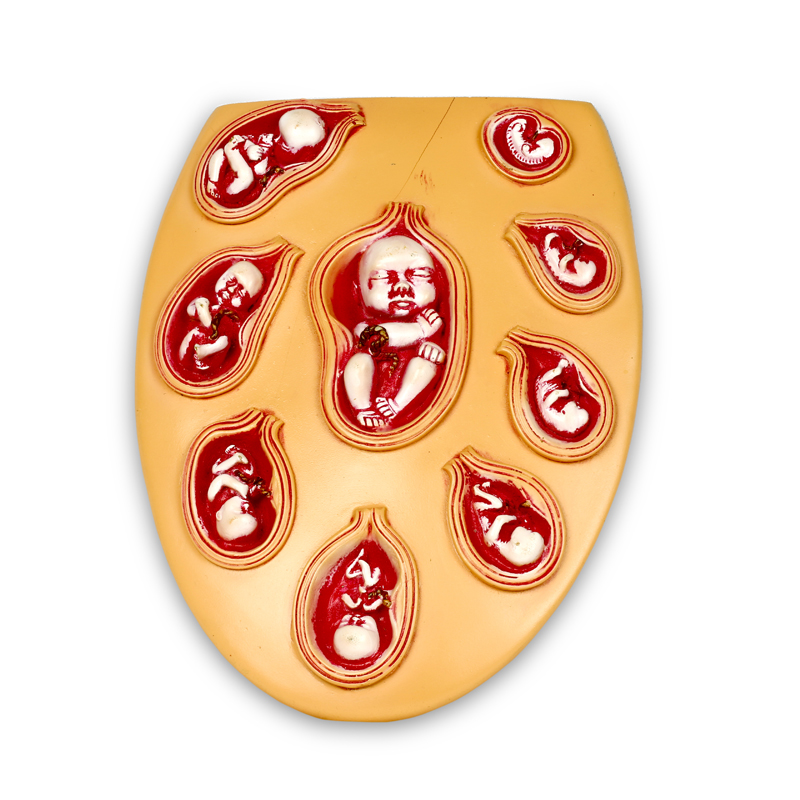 Fiber New Born Baby Education Chart