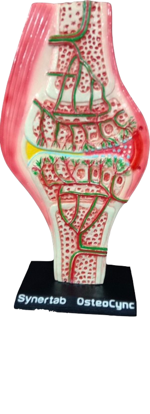 Fiber Ortho Table Top