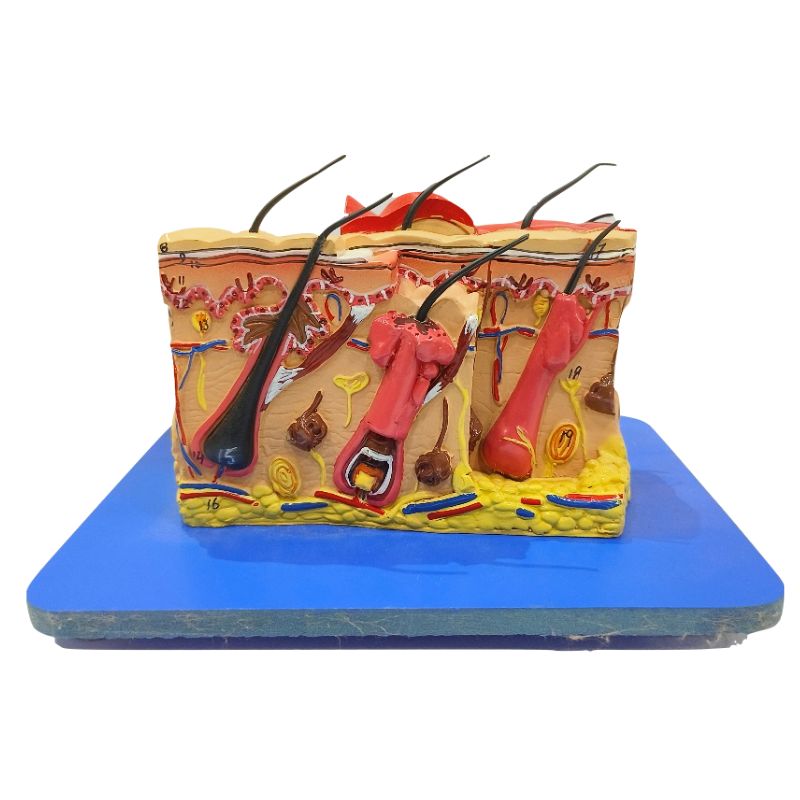 Hair Growth Table Top