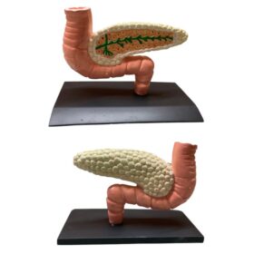 Pancreas Table Top