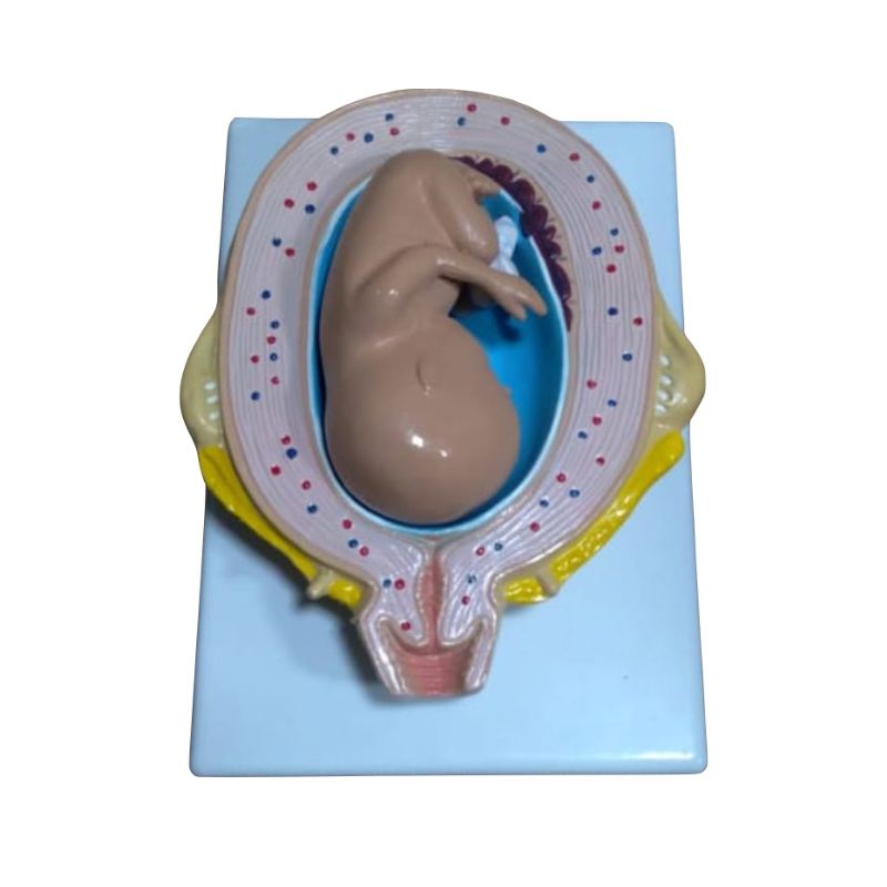 Baby in a womb Table Top