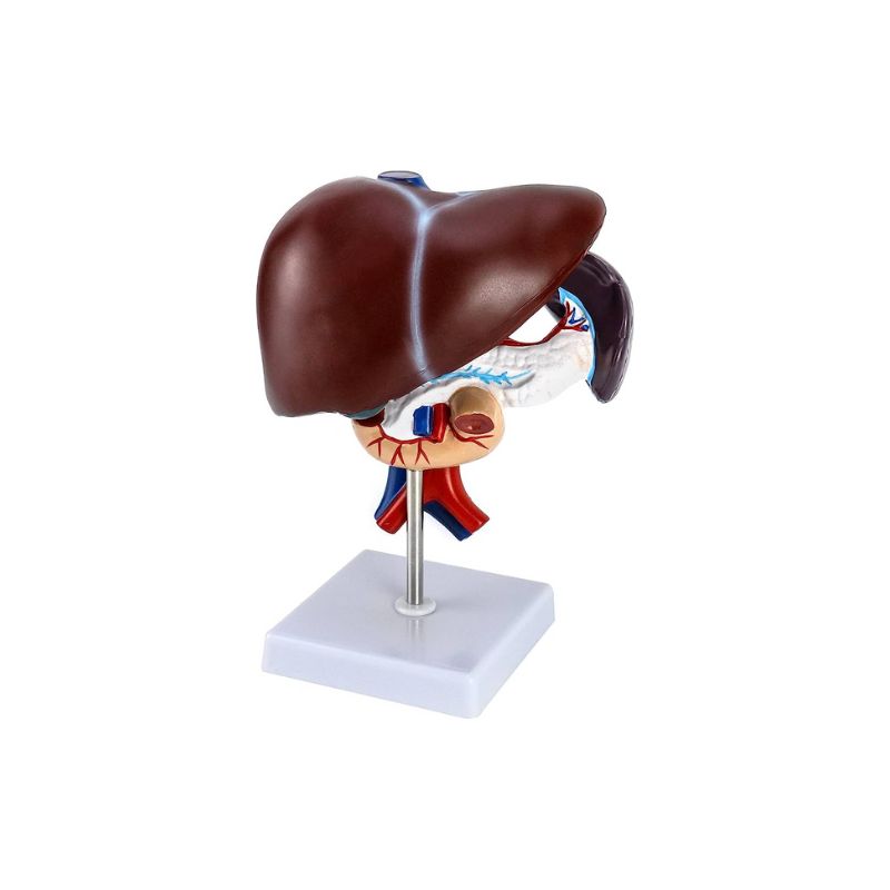 Liver Table Top